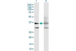 Western Blot analysis of GPRC5A expression in transfected 293T cell line by GPRC5A MaxPab polyclonal antibody. (GPRC5A antibody  (AA 1-357))