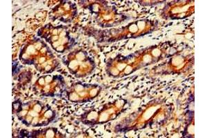 Immunohistochemistry of paraffin-embedded human small intestine tissue using ABIN7154264 at dilution of 1:100 (GPC1 antibody  (AA 342-530))