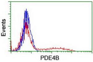 HEK293T cells transfected with either RC211956 overexpress plasmid (Red) or empty vector control plasmid (Blue) were immunostained by anti-PDE4B antibody (ABIN2454984), and then analyzed by flow cytometry. (PDE4B antibody)