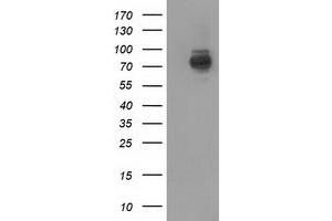 Image no. 1 for anti-phosphoinositide-3-Kinase Adaptor Protein 1 (PIK3AP1) antibody (ABIN1496829) (PIK3AP1 antibody)