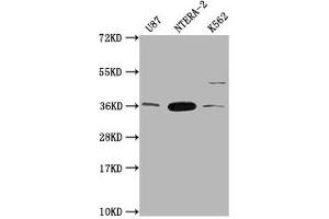 Western Blot Positive WB detected in: U87 whole cell lysate, NTERA-2 whole cell lysate, K562 whole cell lysate All lanes: CBY1 antibody at 1:2000 Secondary Goat polyclonal to rabbit IgG at 1/50000 dilution Predicted band size: 15 kDa Observed band size: 35 kDa (CBY1/PGEA1 antibody  (AA 41-126))
