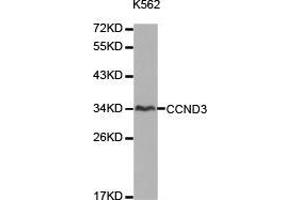 Western Blotting (WB) image for anti-Cyclin D3 (CCND3) antibody (ABIN1871546) (Cyclin D3 antibody)
