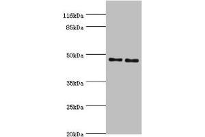 Western blot All lanes: Serpin H1 antibody at 2 μg/mL Lane 1: NIH/3T3 whole cell lysate Lane 2: A2780 whole cell lysate Secondary Goat polyclonal to rabbit IgG at 1/10000 dilution Predicted band size: 46 kDa Observed band size: 46 kDa (SERPINH1 antibody  (AA 139-418))