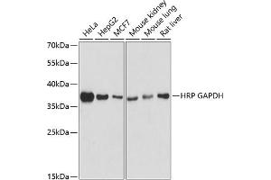 Western blot analysis of extracts of various cell lines, using HRP-Conjugated GAPDH antibody (ABIN7267456) at 1:10000 dilution. (GAPDH antibody  (HRP))