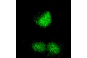 anti-REST Corepressor 3 (RCOR3) (AA 445-495) antibody
