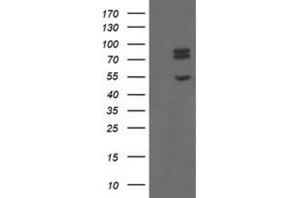 TLE1 anticorps  (AA 180-460)