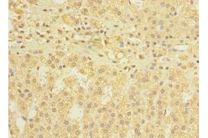Immunohistochemistry of paraffin-embedded human adrenal gland tissue using ABIN7150013 at dilution of 1:100 (DIS3L antibody  (AA 1-300))