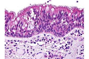 Anti-C3AR / C3a Receptor antibody IHC of human lung, respiratory epithelium. (C3AR1 antibody  (C-Term))