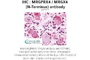 Image no. 1 for anti-MAS-Related GPR, Member X4 (MRGPRX4) (Extracellular Domain), (N-Term) antibody (ABIN1737080) (MRGPRX4 antibody  (Extracellular Domain, N-Term))