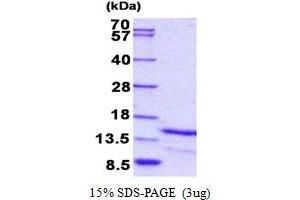 SDS-PAGE (SDS) image for Galanin Prepropeptide (GAL) (AA 20-123) protein (His tag) (ABIN5852930) (GAL Protein (AA 20-123) (His tag))
