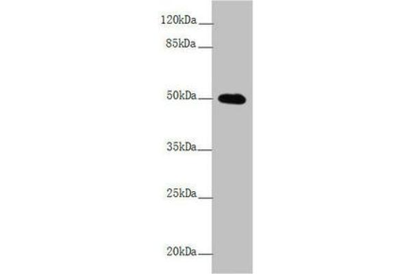 L2HGDH antibody  (AA 1-220)