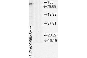 Western Blotting rat tissue lysates, 10ug 1 in 1000. (HSP90 antibody)