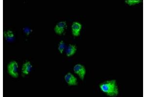 Immunofluorescence staining of Hela cells with ABIN7166241 at 1:100, counter-stained with DAPI.