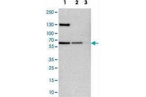 Western blot analysis of cell lysates with UPF3B polyclonal antibody  at 1:250-1:500 dilution. (UPF3B antibody)