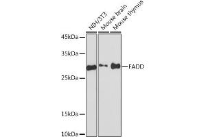 Western blot analysis of extracts of various cell lines, using FADD Rabbit mAb (ABIN7267135) at 1:1000 dilution. (FADD antibody)