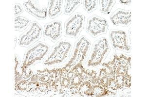 Immunohistochemistry (IHC) image for anti-Lamin B1 (LMNB1) (AA 450-500) antibody (ABIN7795809)