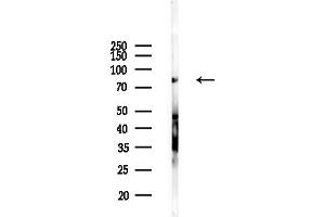 anti-Engulfment and Cell Motility 1 (ELMO1) antibody