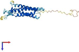 Claudin 3 Protein (CLDN3) (AA 1-220) (His tag)
