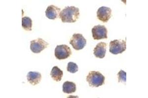 Immunocytochemical staining of RAW264. (TLR11 antibody  (C-Term))