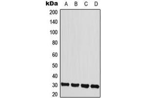 Western blot analysis of IL-22RA2 expression in HeLa (A), MCF7 (B), mouse heart (C), rat heart (D) whole cell lysates.