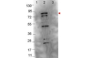 Image no. 1 for anti-Flagellin (FliC) antibody (ABIN1101555) (Flagellin antibody)