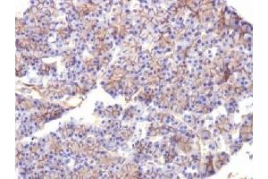 IHC testing of FFPE rat pancreas with Spectrin beta III antibody (clone SPTBN2/1584). (Spectrin, Beta, Non-erythrocytic 2 (SPTBN2) (AA 356-475) antibody)