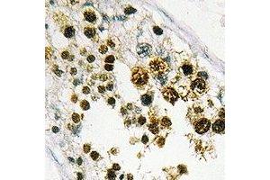 Immunohistochemical analysis of MRG15 staining in human testis formalin fixed paraffin embedded tissue section. (MORF4L1 antibody)