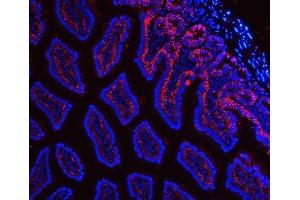 IF analysis of Tspan-8/Tspan8 using anti-Tspan-8/Tspan8 antibody (ABIN7599681). (Tspan-8 antibody  (AA 108-203))