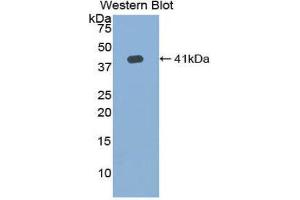 Western Blotting (WB) image for anti-Hemochromatosis Type 2 (Juvenile) (HFE2) (AA 41-386) antibody (ABIN1859169)