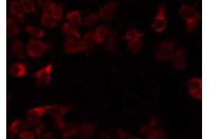 ABIN6274725 staining Hela by IF/ICC. (MRPL54 antibody  (Internal Region))
