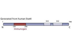 Image no. 2 for anti-Signal Transducer and Activator of Transcription 4 (STAT4) (AA 136-258) antibody (ABIN968254) (STAT4 antibody  (AA 136-258))