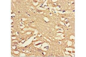 Immunohistochemistry of paraffin-embedded human brain tissue using ABIN7162243 at dilution of 1:100 (OPN5 antibody  (AA 310-353))