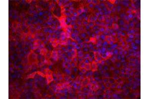 Immunofluorescence (IF) image for anti-CD9 (CD9) antibody (ABIN2664871) (CD9 antibody)