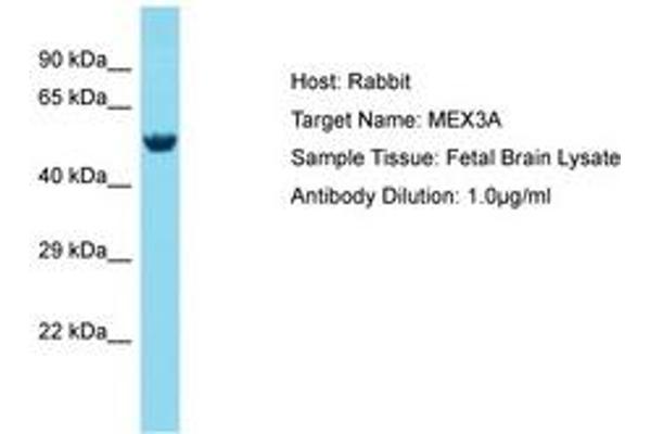 MEX3A anticorps  (AA 172-221)