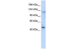 Western Blotting (WB) image for anti-Zinc Finger Protein 197 (ZNF197) antibody (ABIN2458344)