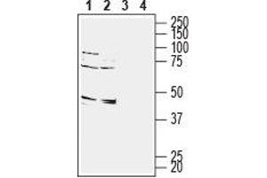 Western blot analysis of rat (lanes 1 and 3) and mouse (lanes 2 and 4) brain membranes: - 1,2. (GPR65 antibody  (1st Extracellular Loop))