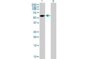 Western Blot analysis of FGR expression in transfected 293T cell line by FGR MaxPab polyclonal antibody. (Fgr antibody  (AA 1-529))