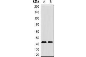 Western blot analysis of AMBP expression in CEM (A), U251 (B) whole cell lysates. (AMBP antibody)