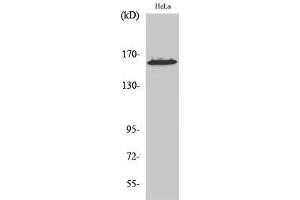 Western Blotting (WB) image for anti-Zinc Finger Protein 608 (ZNF608) (C-Term) antibody (ABIN3187563) (ZNF608 antibody  (C-Term))