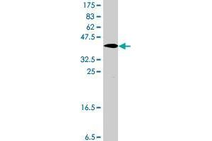 Western Blot detection against Immunogen (39. (SLC30A5 antibody  (AA 1-118))