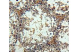 Used in DAB staining on fromalin fixed paraffin-embedded Testis tissue (Insulin Like Protein 3 (AA 63-129) antibody)