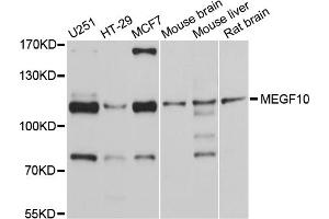 Western blot analysis of extracts of various cell lines, using MEGF10 antibody (ABIN4904341) at 1:1000 dilution. (MEGF10 antibody)