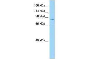 Host: Rabbit Target Name: CDH26 Sample Type: COLO205 Whole Cell lysates Antibody Dilution: 1. (CDH26 antibody  (Middle Region))
