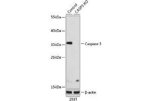 Western blot analysis of extracts from normal (control) and Caspase-3 knockout (KO) 293T cells using Caspase-3 Polyclonal Antibody at dilution of 1:1000. (Caspase 3 antibody)