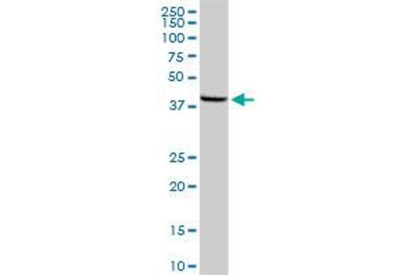 MOS antibody  (AA 1-346)