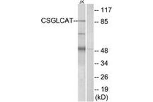 Western blot analysis of extracts from Jurkat cells, using CSGLCAT Antibody.