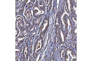 IHC analysis of Scavenging Receptor SRB2/SCARB2 using anti-Scavenging Receptor SRB2/SCARB2 antibody (ABIN7601833). (SCARB2 antibody  (AA 48-357))