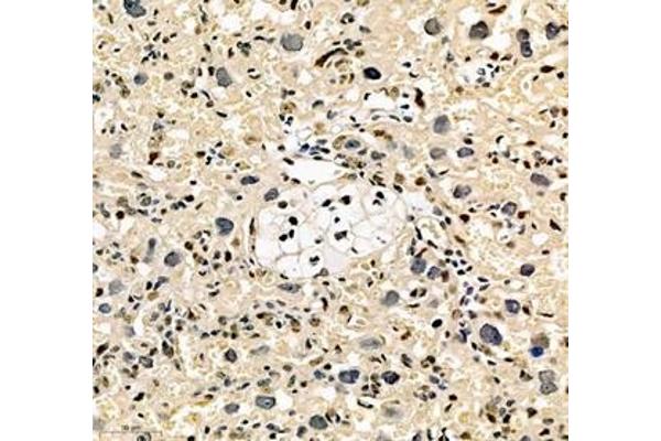 NOTCH3 antibody