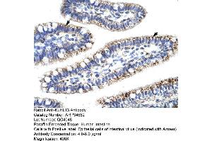 Human Intestine (KLHL13 antibody  (N-Term))