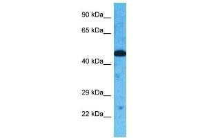 Host:  Rabbit  Target Name:  TOR3A  Sample Type:  HepG2 Whole cell lysates  Antibody Dilution:  1. (TOR3A antibody  (Middle Region))